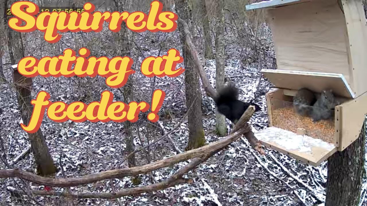 Squirrels eating, playing, and fighting at feeder#squirrelwatch #wildlifevideo #animals