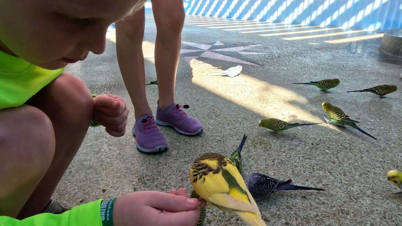 The #aviary and other #parrots at Gatorland in Orlando 