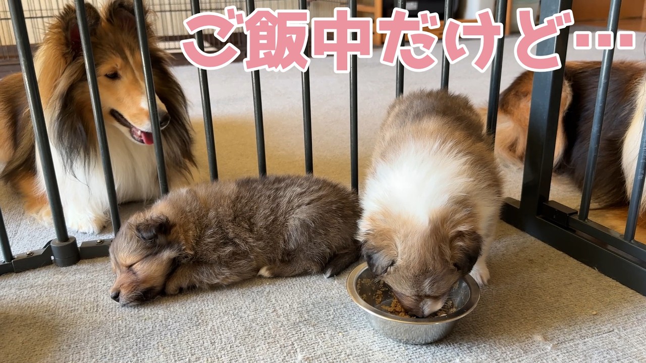 【シェルティ】ご飯中だけど…💤【眠たくなっちゃうね】
