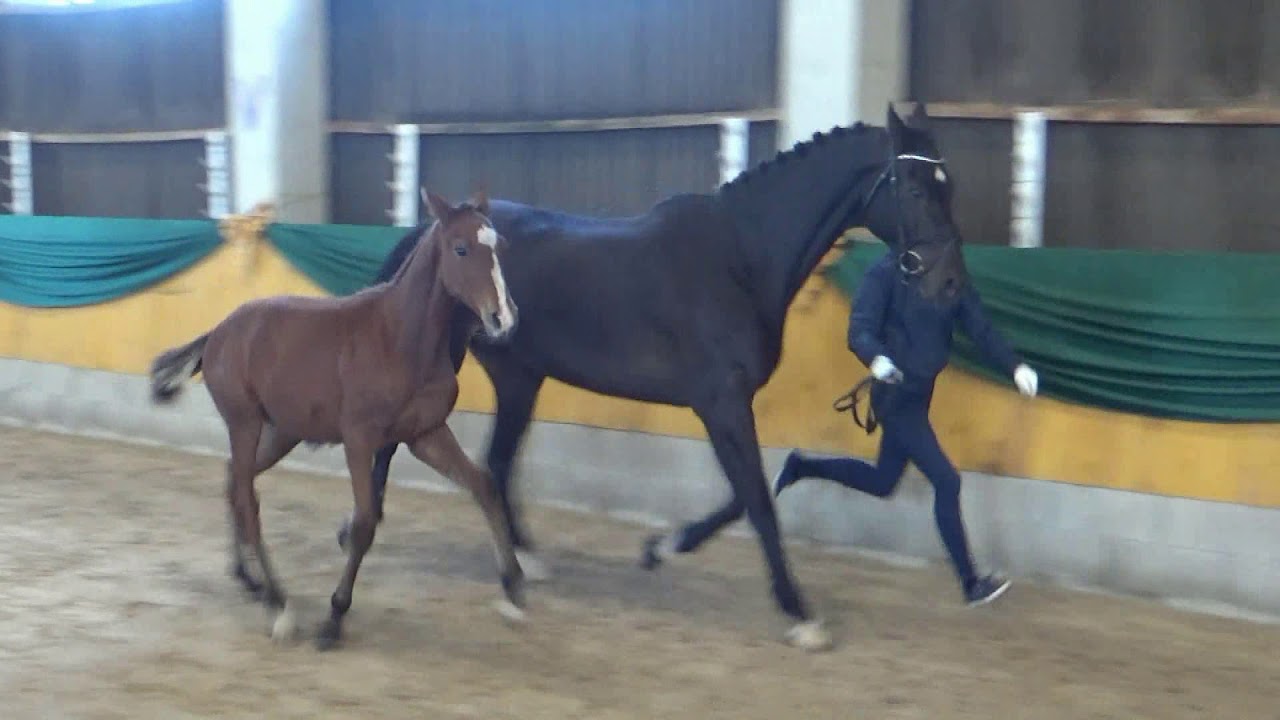 Baltijos Hanoverių veislės kumeliukų vertinimai-&scaron;ou. Seirijai, NSO sporthorses, 2018