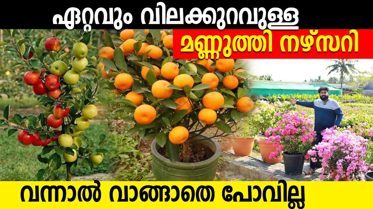 ഏറ്റവും വിലക്കുറവുള്ള മണ്ണുത്തി നഴ്സറി കണ്ടു പിടിച്ചു | വന്നാൽ വാങ്ങാതെ പോവില്ല | exotic plants