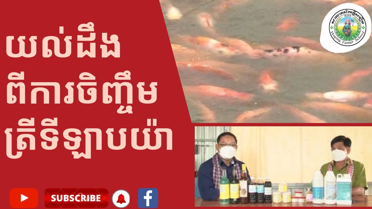ការចិញ្ចឹមត្រីទីឡាបយ៉ា
