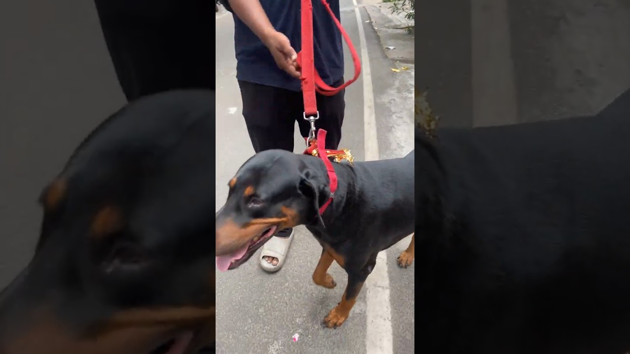 Dobermann 🐾 Noris  #petlovers #vizag #doberman #doglove #pets #telugu #shorts