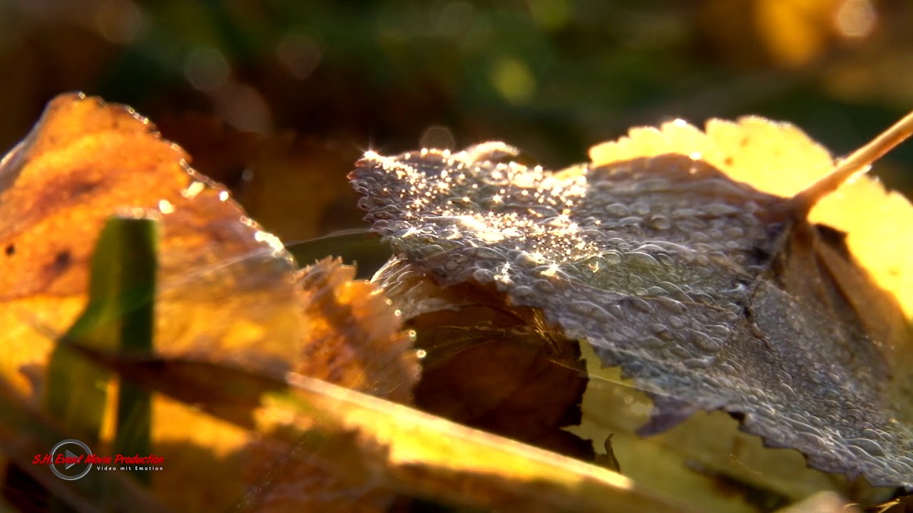 Natur Pur - Herbstimpressionen