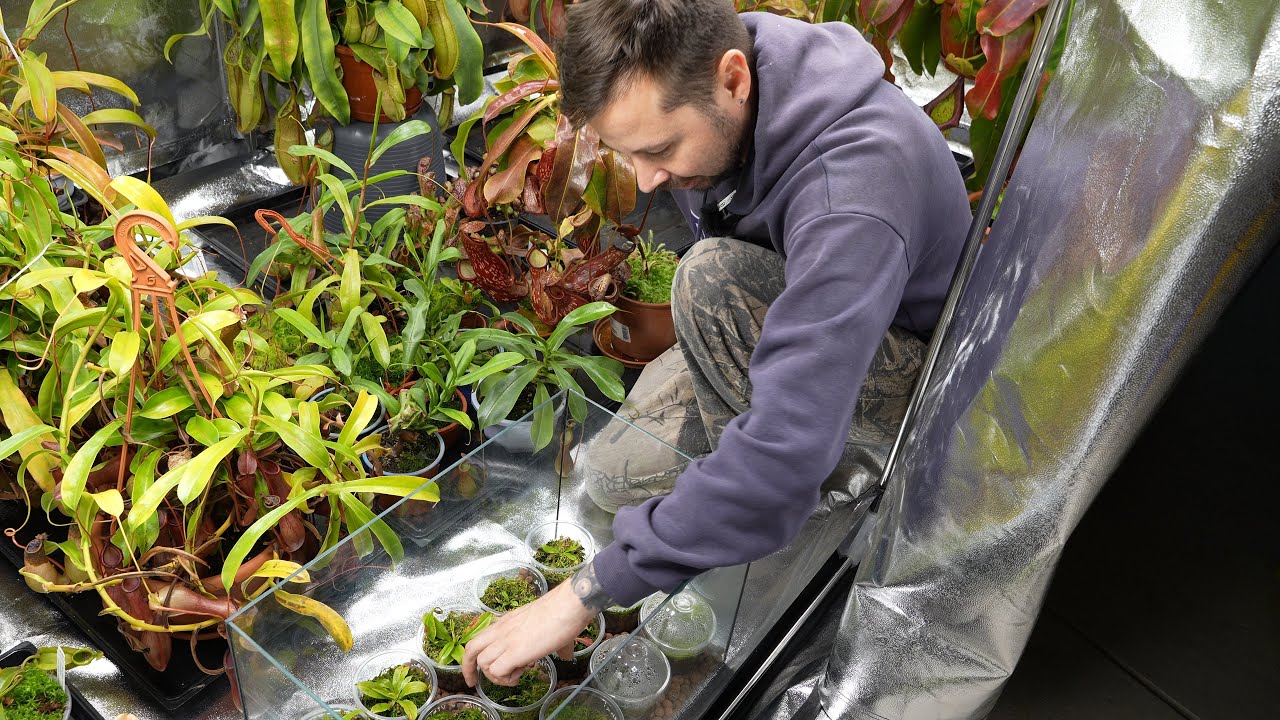 Fleischfressende Pflanzen im XL Growzelt. Die Exoten ziehen endlich wieder ein.  Teil 2/2. #plants