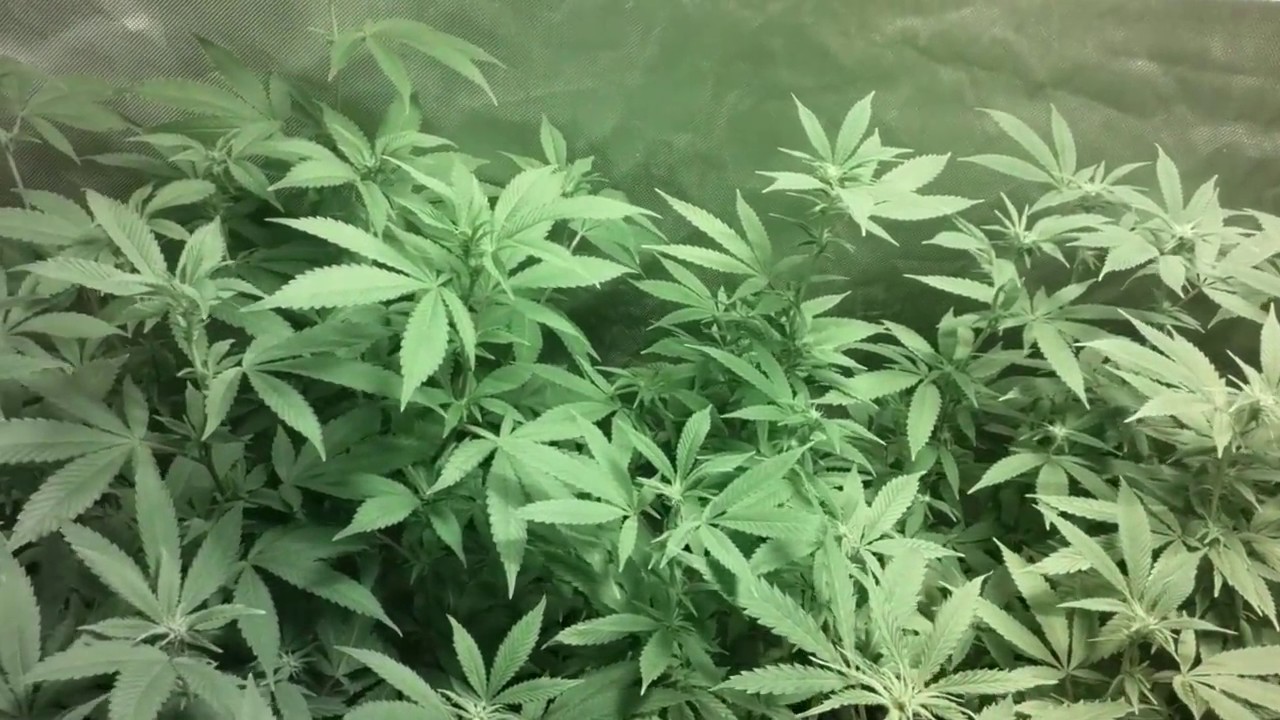 coco pot cannabis garden 04/23  -12 days