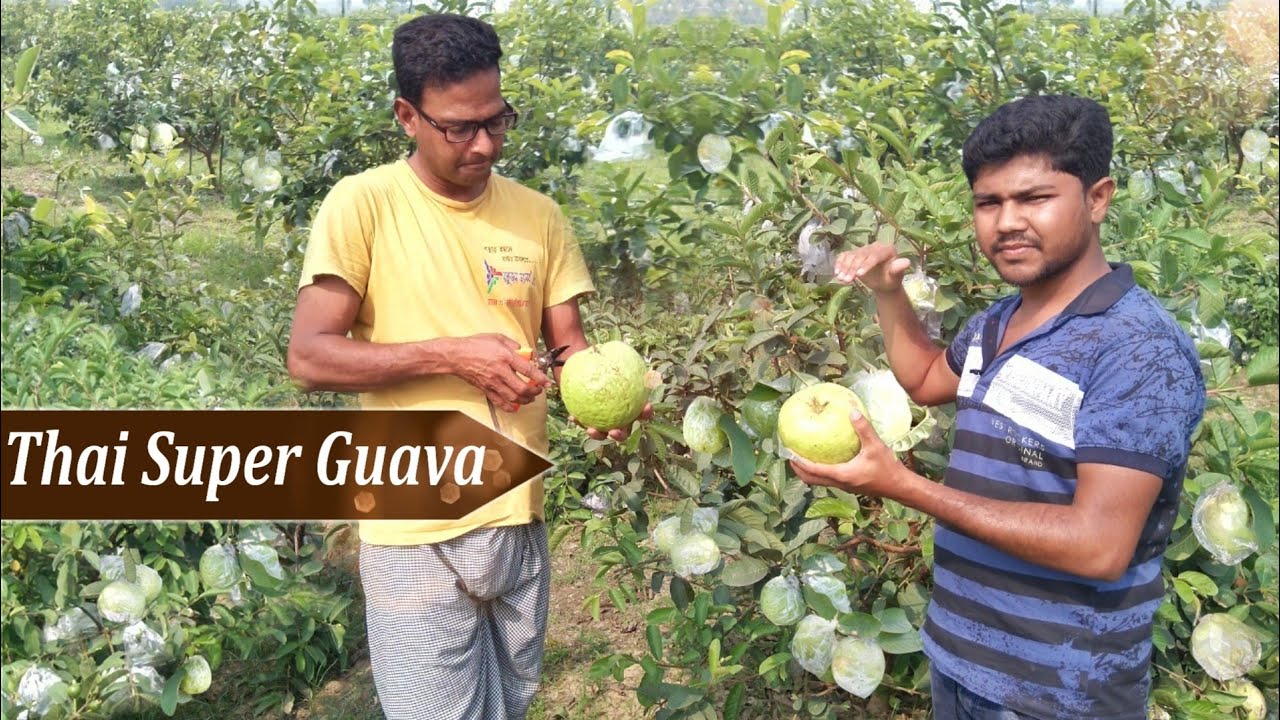Best Verity For Guava Farming_ Thai Super Guava Plant