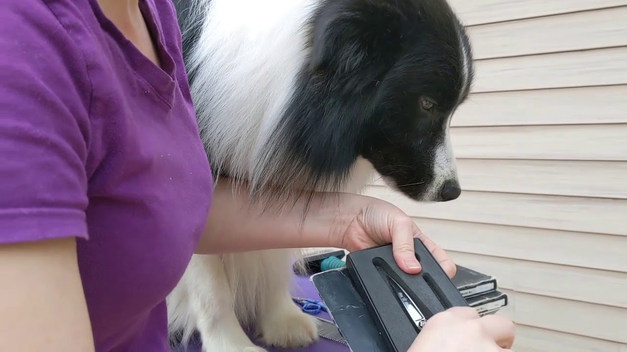 Trimming front feet on your border collie