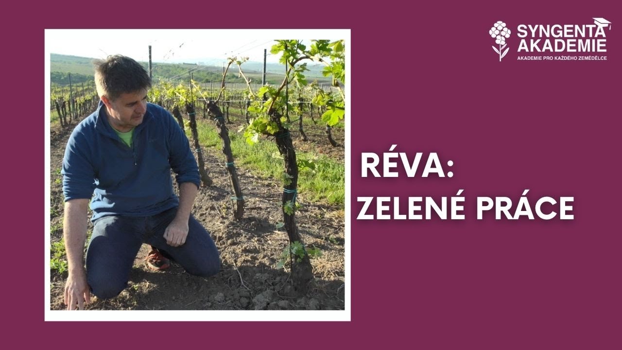 Akademie Syngenta réva 4.díl - Réva a zelené práce | Syngenta Česká republika
