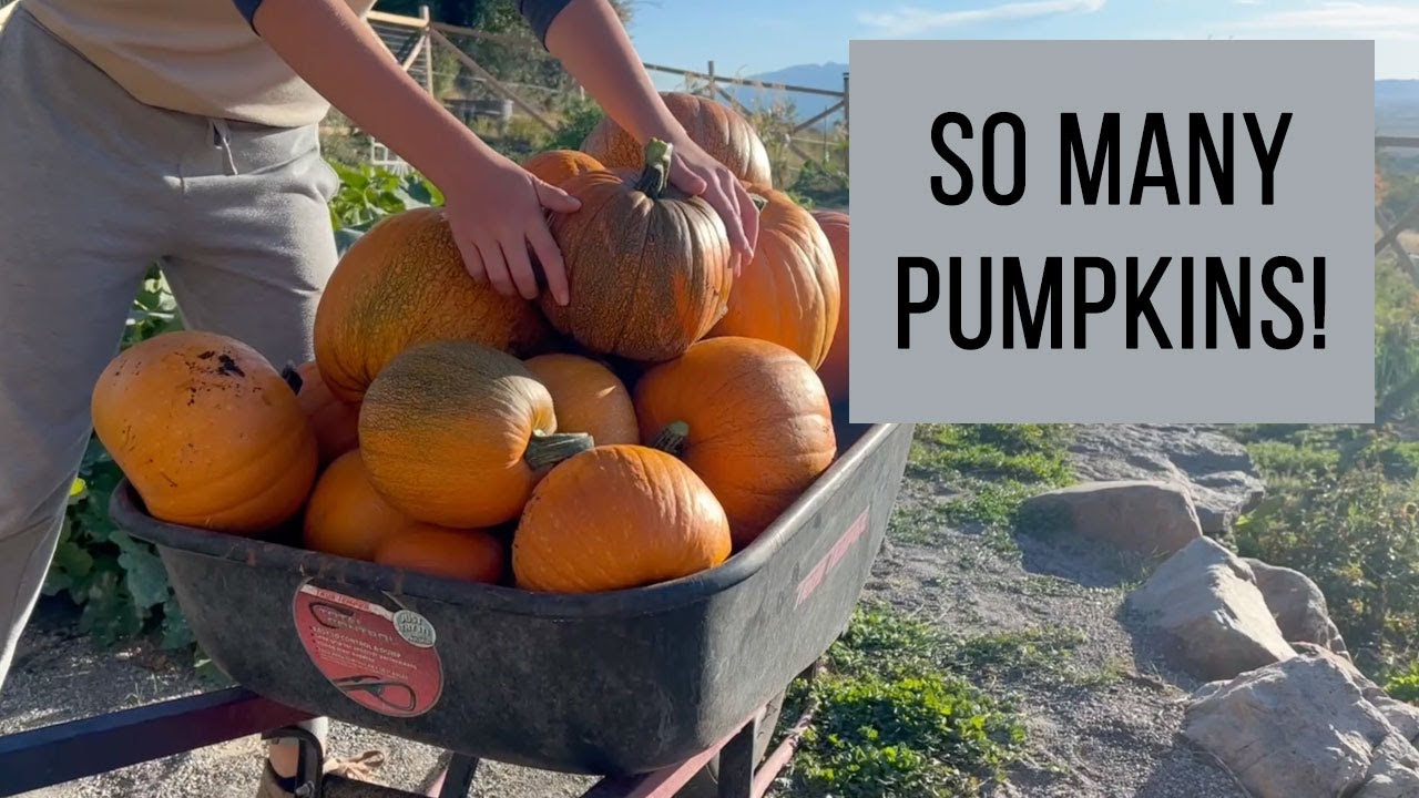 PUMPKIN SEASON!  |  What we do with all our pumpkins
