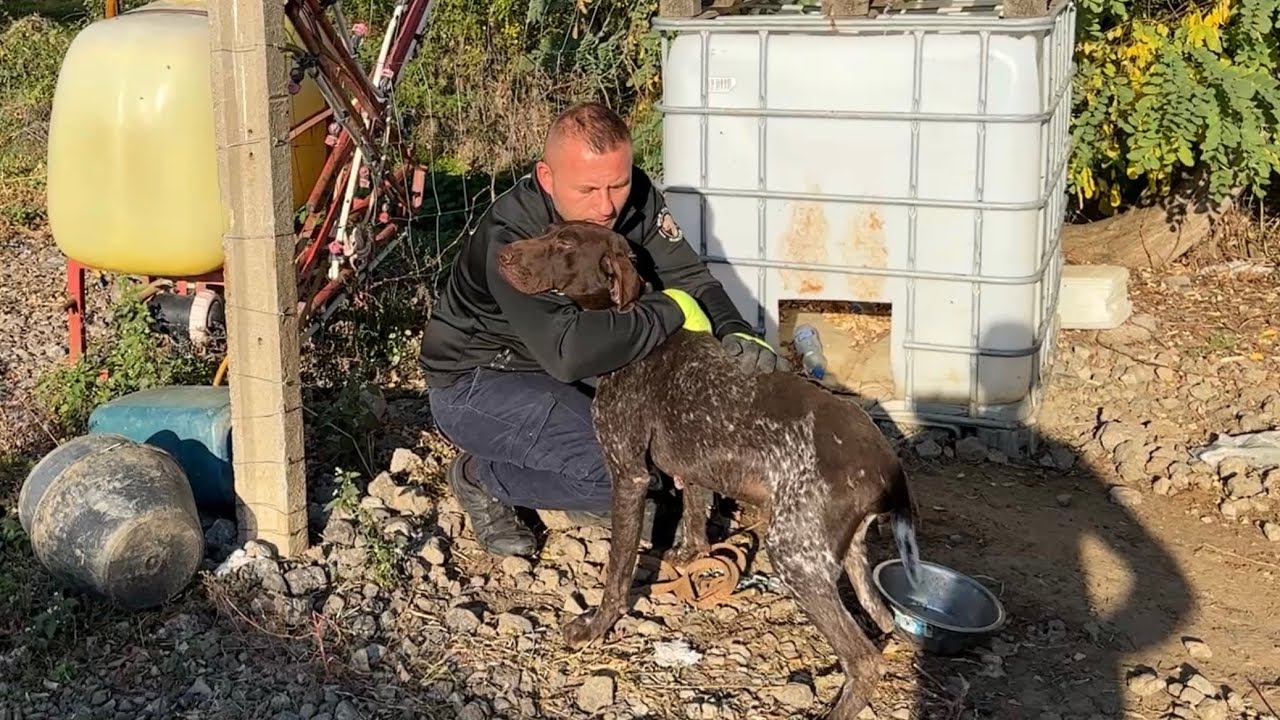 This chained dog suffered in silence, until someone finally called.