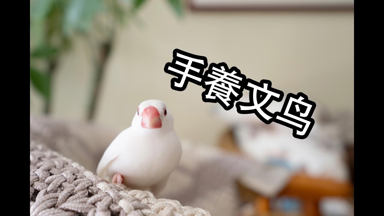 【Whale】如何手養文鳥？—乖巧好吸的文鳥養成過程