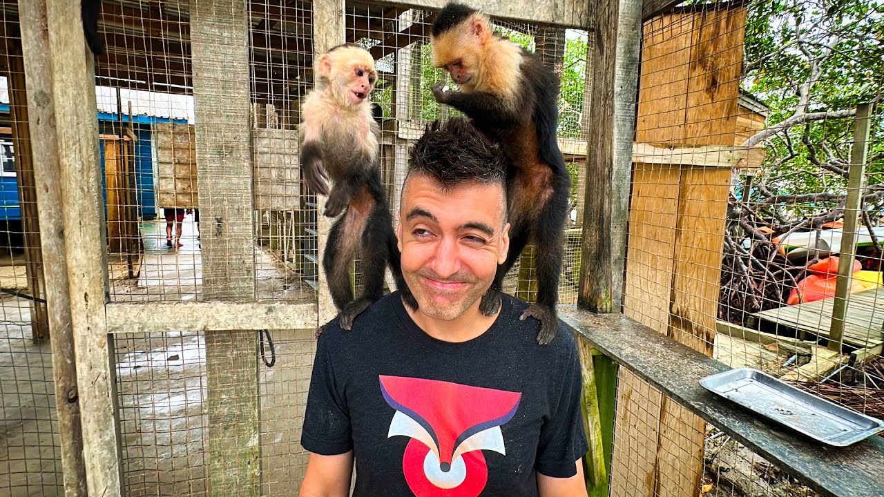 Things To Do In Roatan Honduras: Monkey And Sloth Rescue!