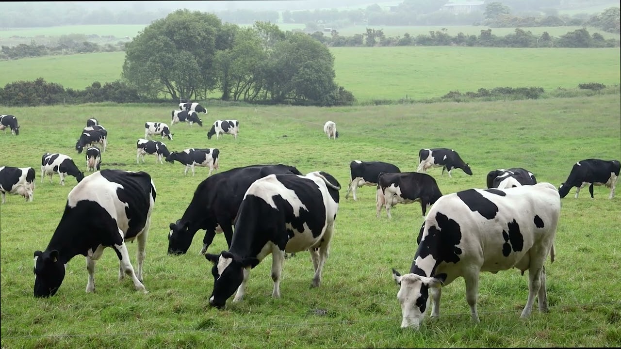 Black & White Cows Eating Grass & Coming Close, County Wicklow, Ireland