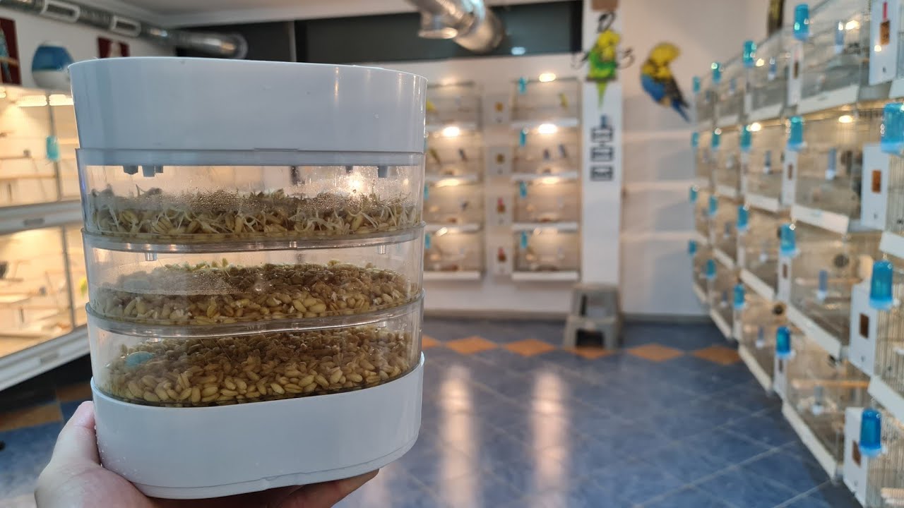 Yeni Buğday Çimlendirme Sistemini Tanıtıyoruz