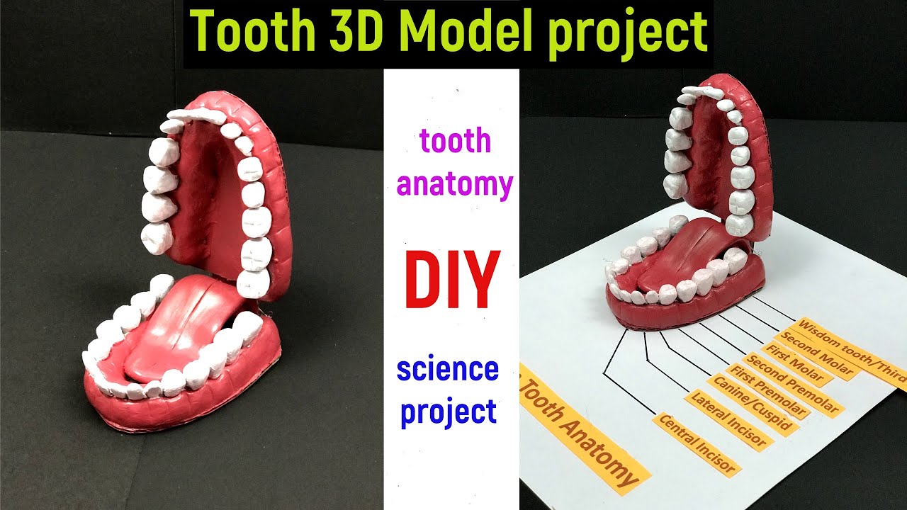 tooth model project - teeth model - tooth model 3d - tooth model with clay - science project model