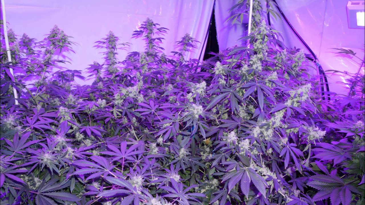 Aspen OG Grow Journal Kushington Farms LushLEDlighting pulls 2 lbs per week at third of cost