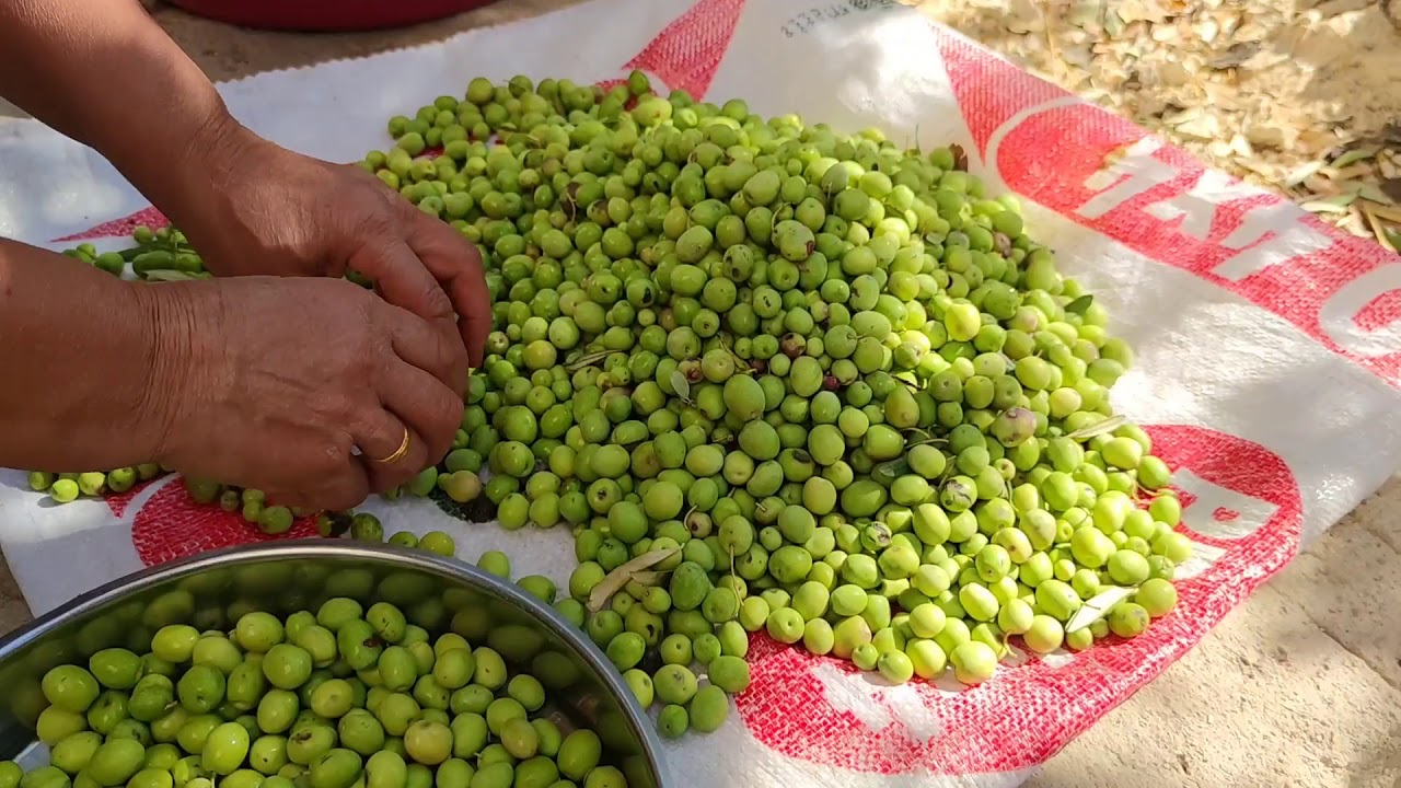 Hatay Antakya'nın enfes tatları | Yeşil zeytin nasıl yapılır? Geleneksel, zeytin tatlandırma yöntemi