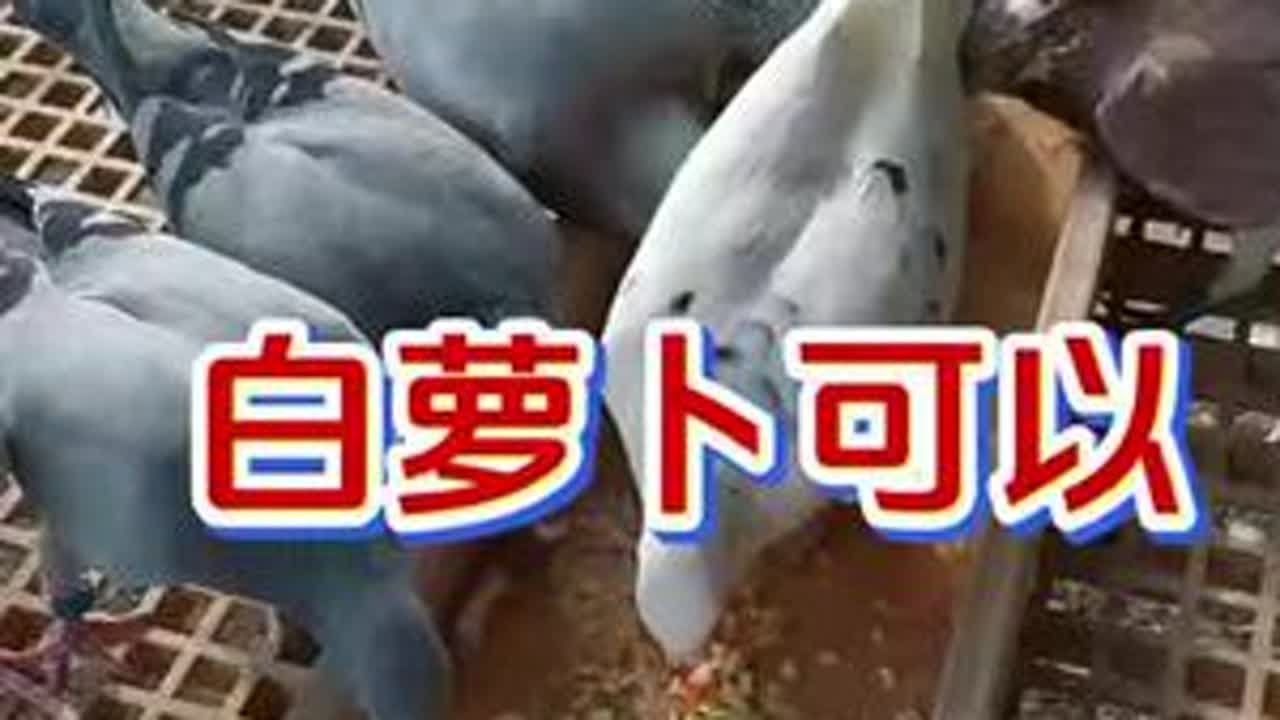 #养鸽人 #养鸽人的心酸