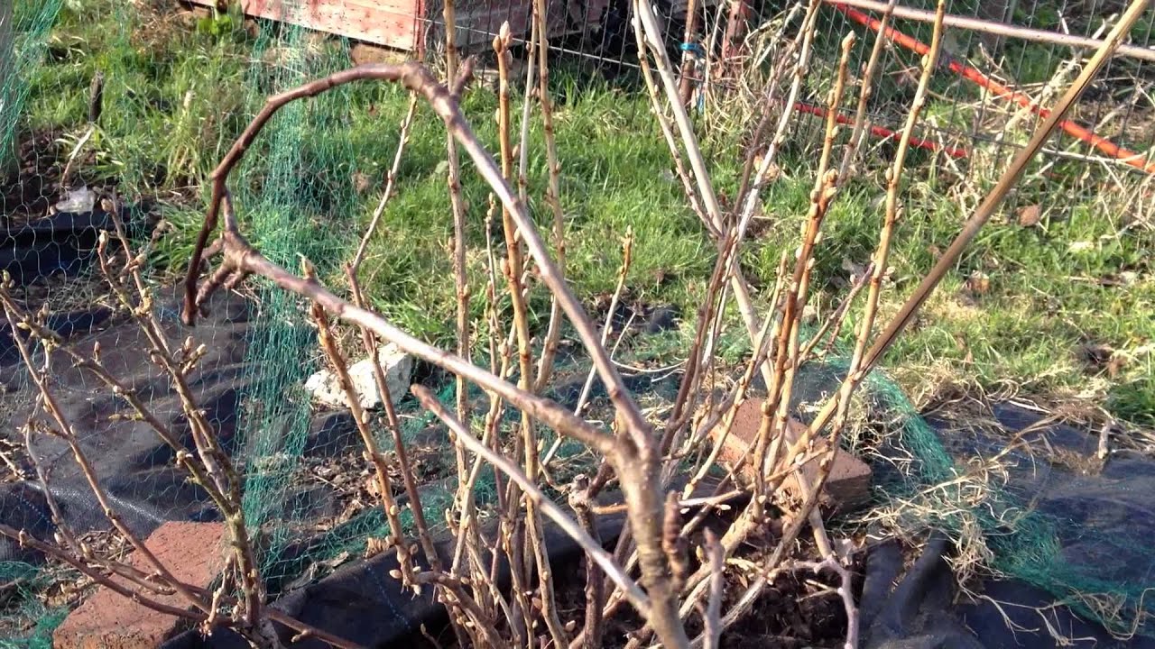 How to prune blackcurrants