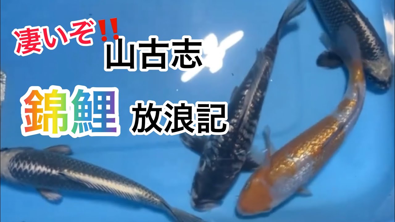 山古志虫亀【五十嵐養鯉場】仲間と錦鯉爆買い😎の巻。#nishikigoi#koi