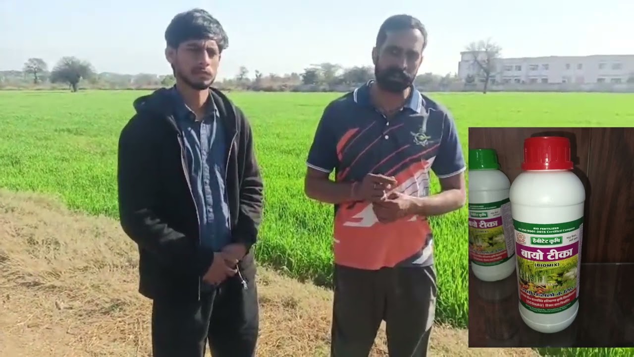 Biotikka डालने से फसल में जबरदस्त फर्क | हर किसान जरूर देखे #kisan #khetibadi #kheti #biology #bio 