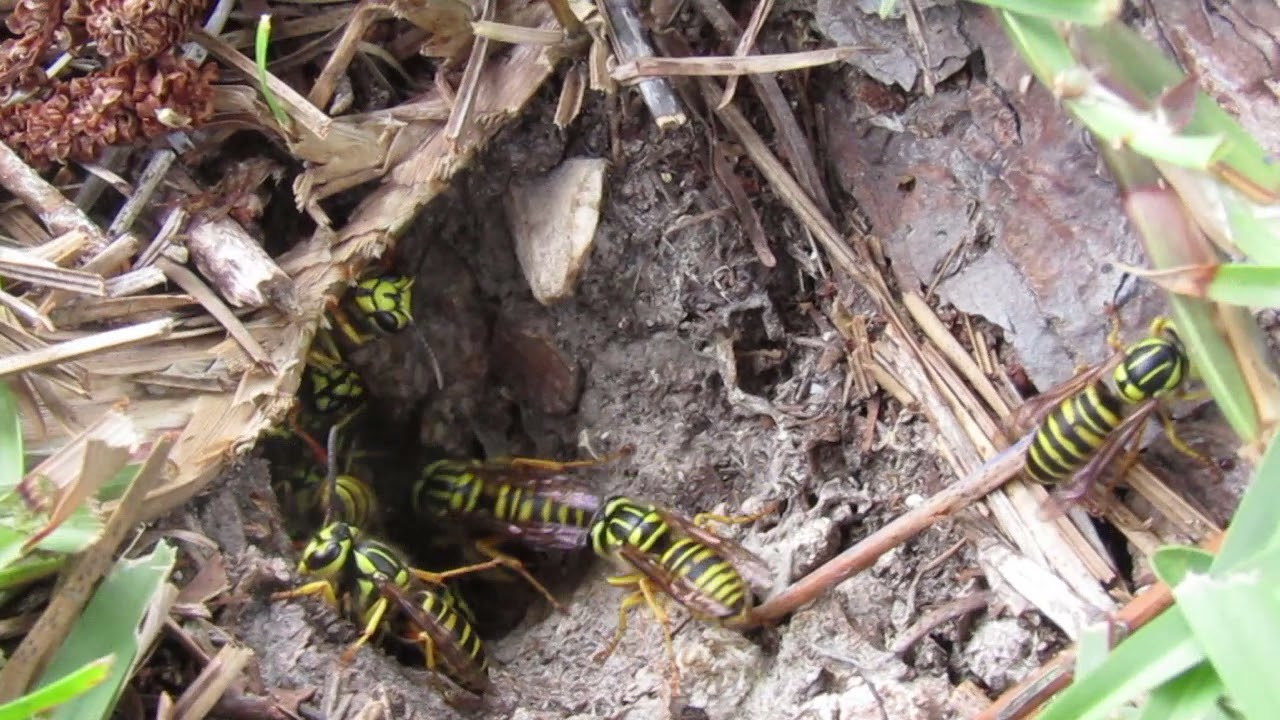 Vespula squamosa (Southern yellowjacket) nest part 2.