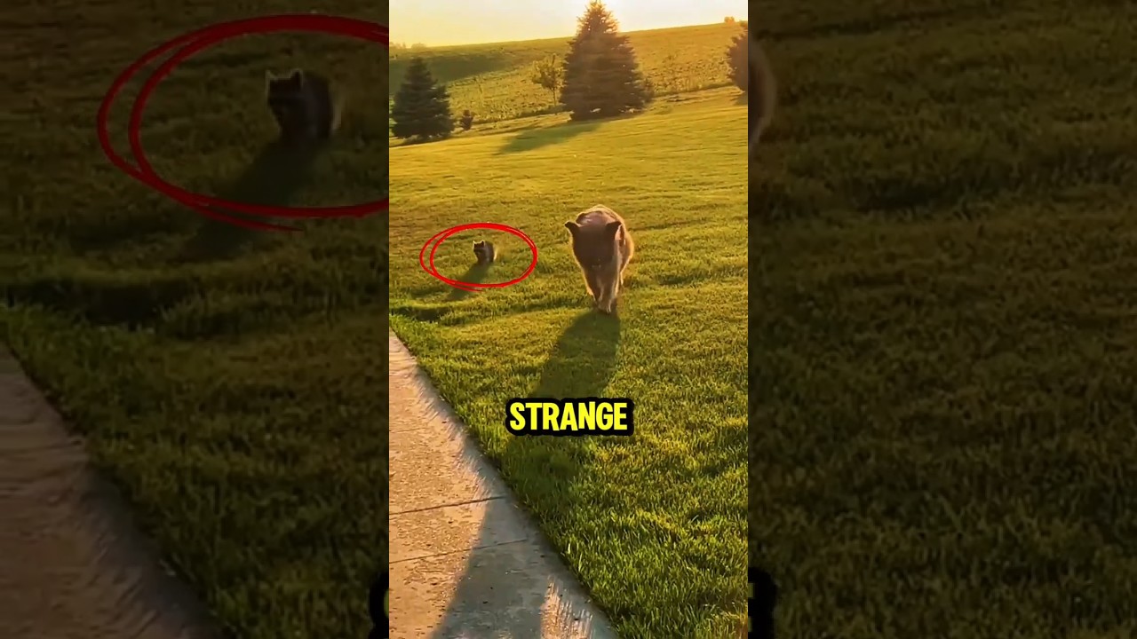 This Dog Quietly Adopted a Lost Baby Raccoon
