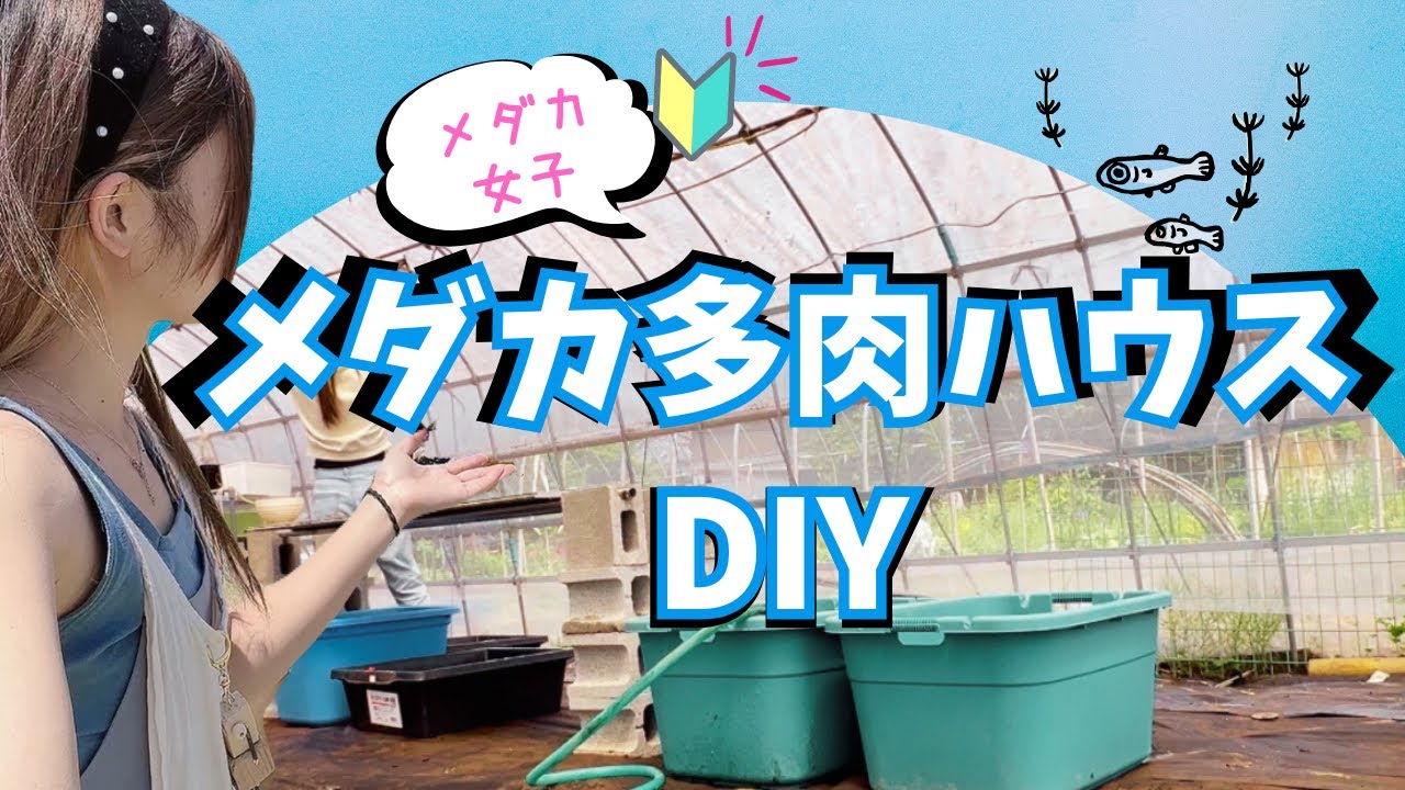 【メダカ女子】1 今更だけどメダ活始動開始！！ビニールハウスで飼育してみる　めだか飼育　DIY