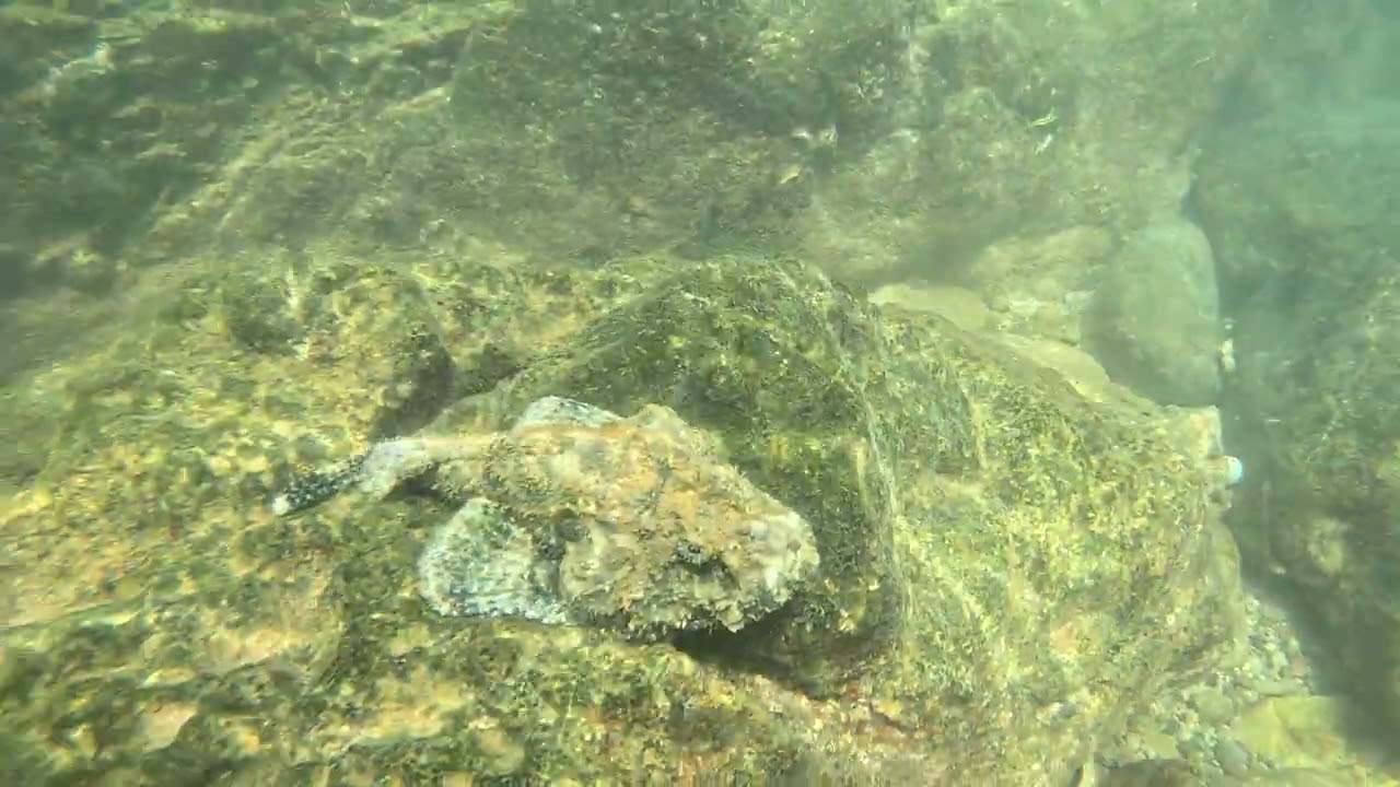 Stone fish