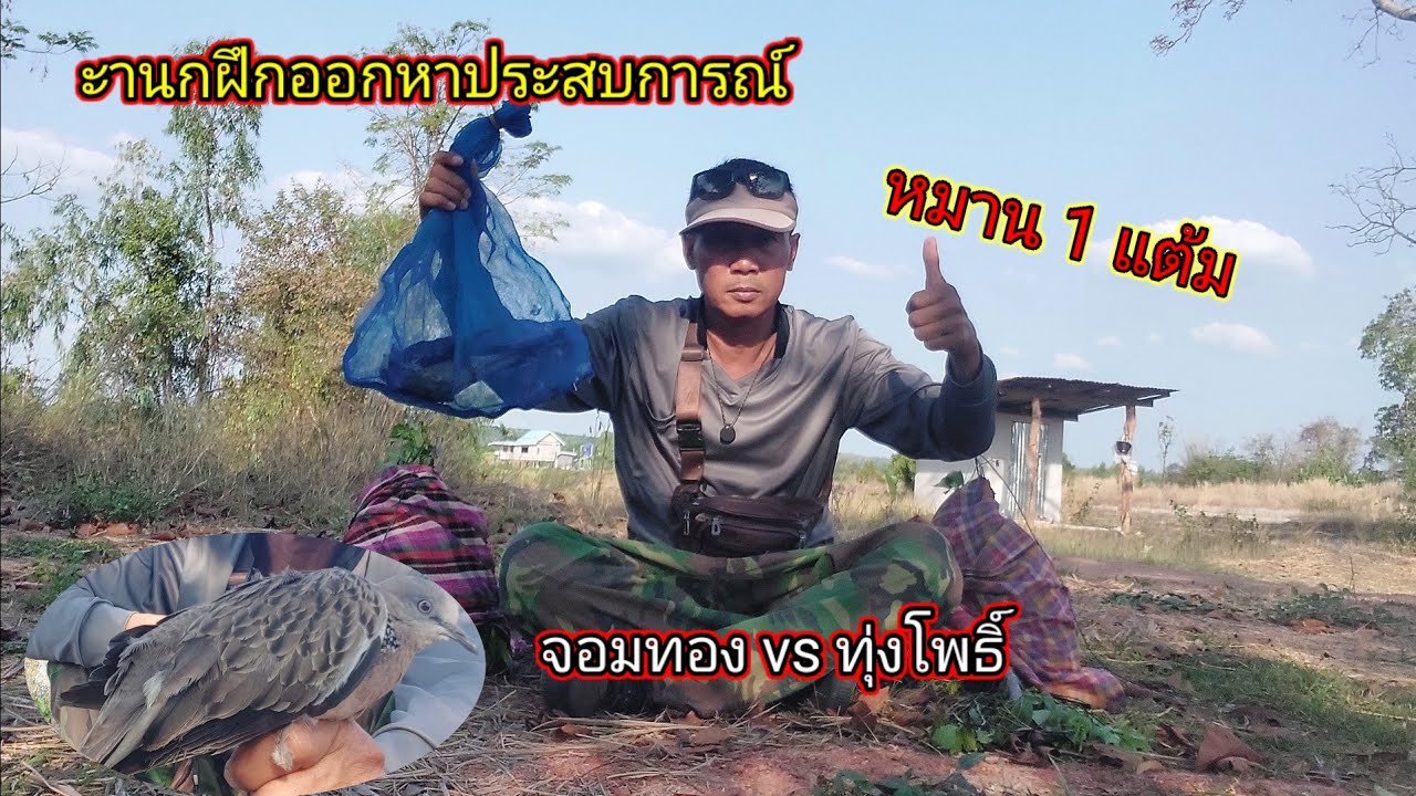 ศึกนกฝึก ปะทะ นกฝึก หมาน 1 แต้ม ...?#ต่อนกเขาใหญ่