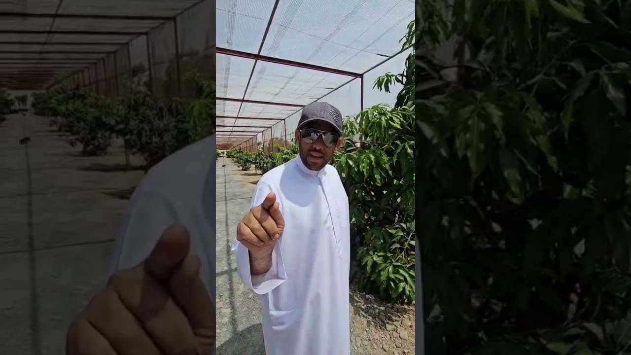 أهمية رش سماد الطحالب البحرية🐟😁