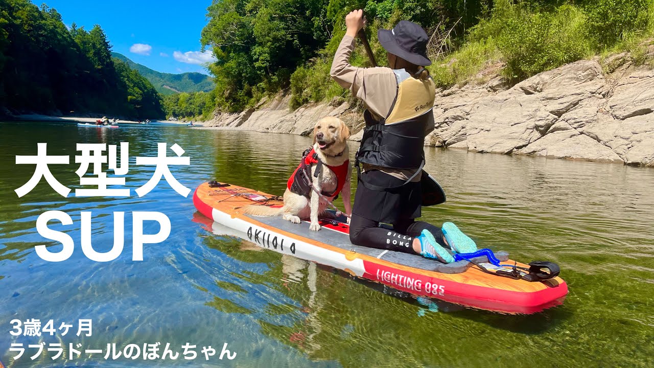 【ラブラドール#148】人生1度はやるべき！大型犬とSUP★labrador retriever ラブラドールレトリバー 犬サップ　川遊び　ナインヒルズ　AKUALA レビュー