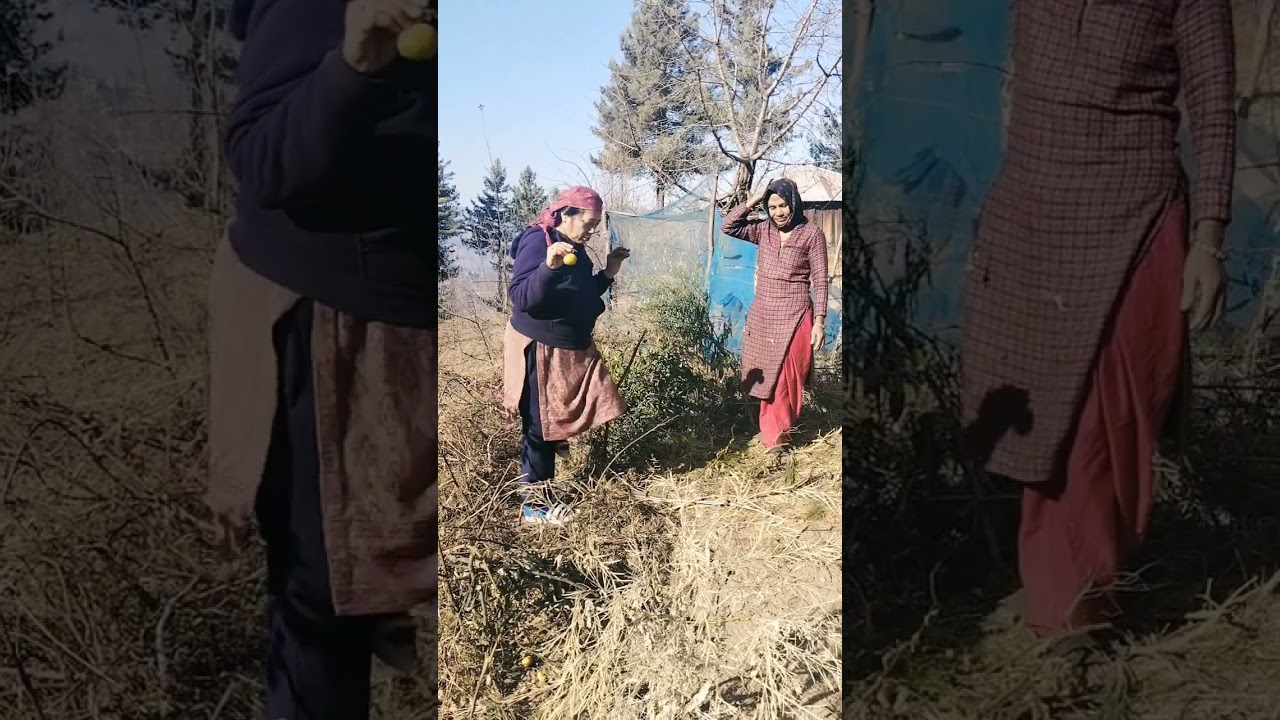 इस साल नहीं हुई बर्फबारी पहाड़ों में चारों ओर सूखा पड़ा है।#youtube #farming #agriculture #nature 