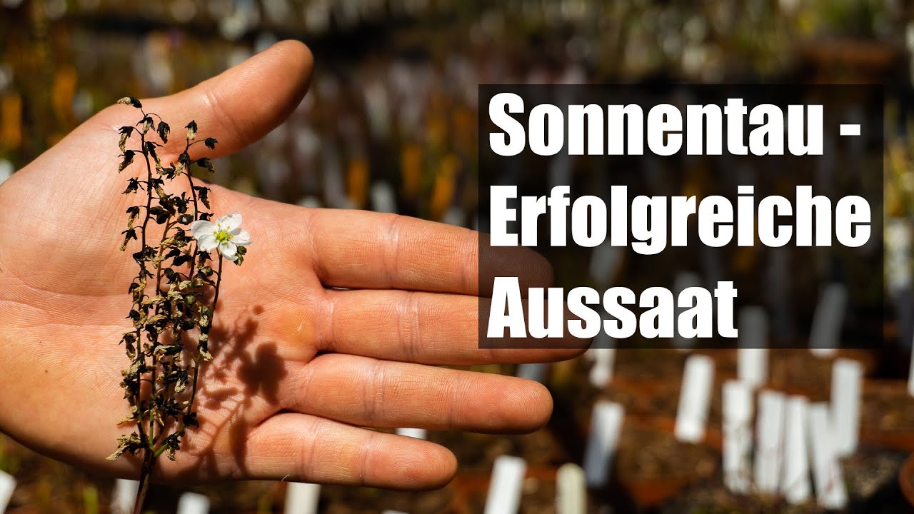 #97 Drosera Samen aussäen wie die Profis