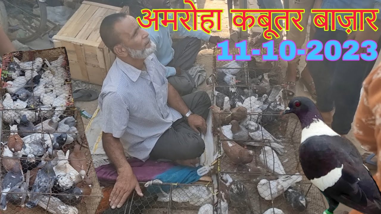 Amroha kabootar market 🕊️ 11-10-2023. अमरोहा कबूतर बाज़ार। Gola kabootar market. Bird market India.