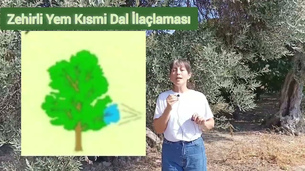 Zeytin Sineği İle Mücadele