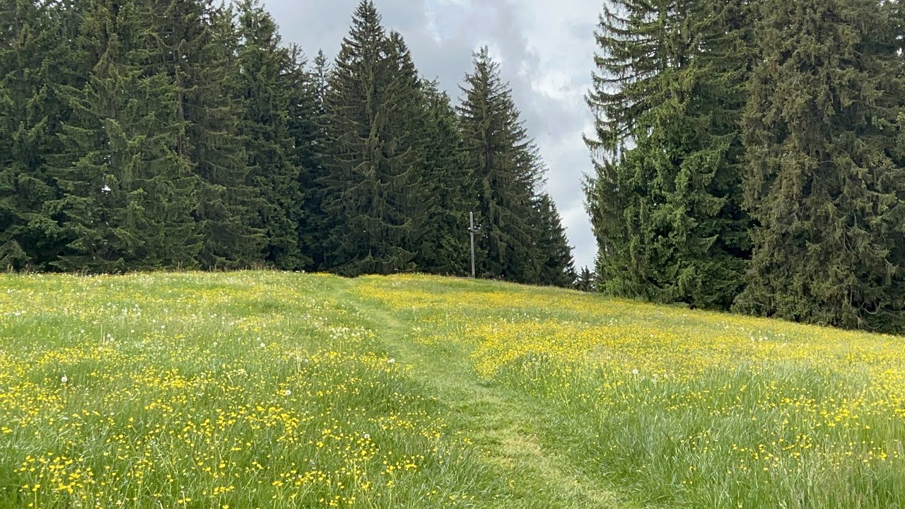 Mittelberg - Panoramaweg - Burgkranzegger Horn (29. Mai 2022)