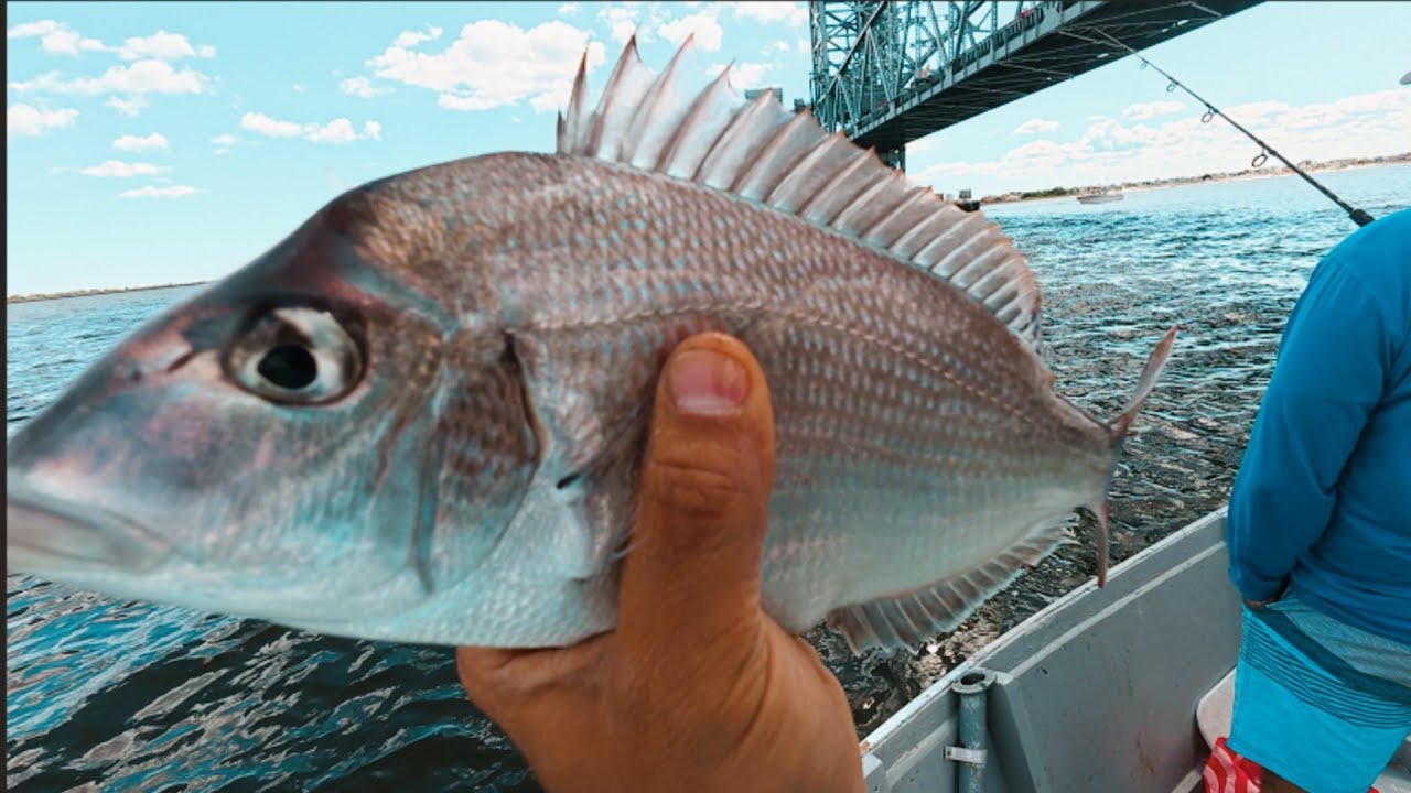 I'm Back to action lots of JUMBO PORGYS 💥🎣 #porgyfishing #nyc #jamaicabay