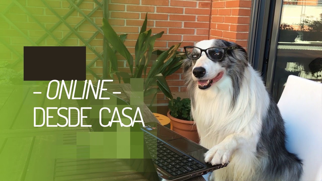 Sólo Es Un PERRO Adiestramiento