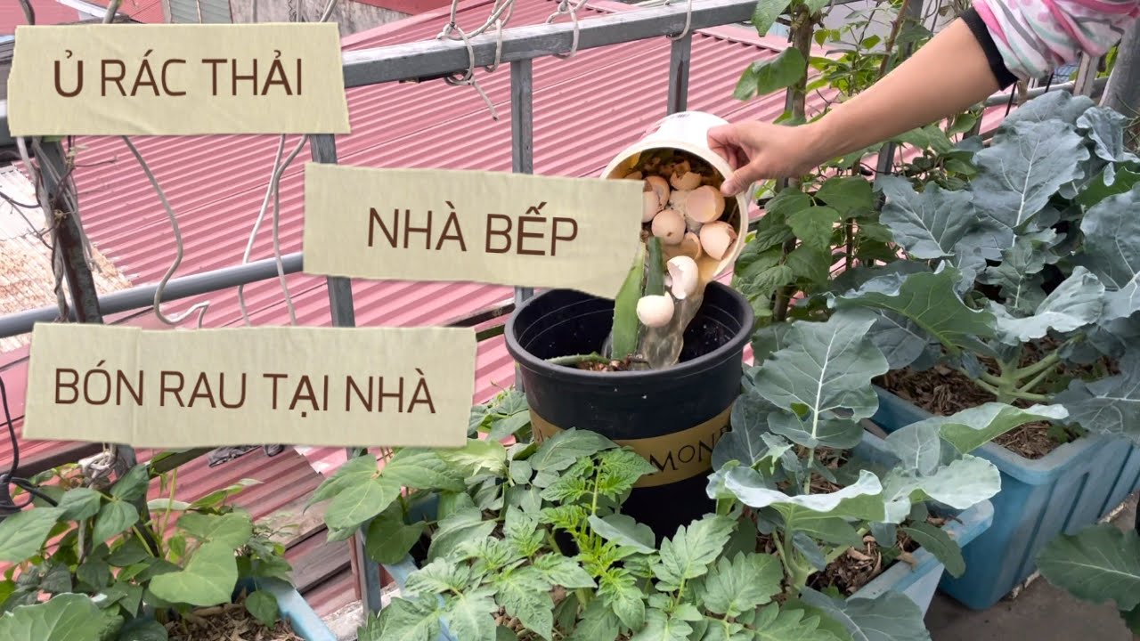 005 Ủ RÁC NHÀ BẾP TẠI CHỖ để trồng rau an toàn trên sân thượng tại nhà.