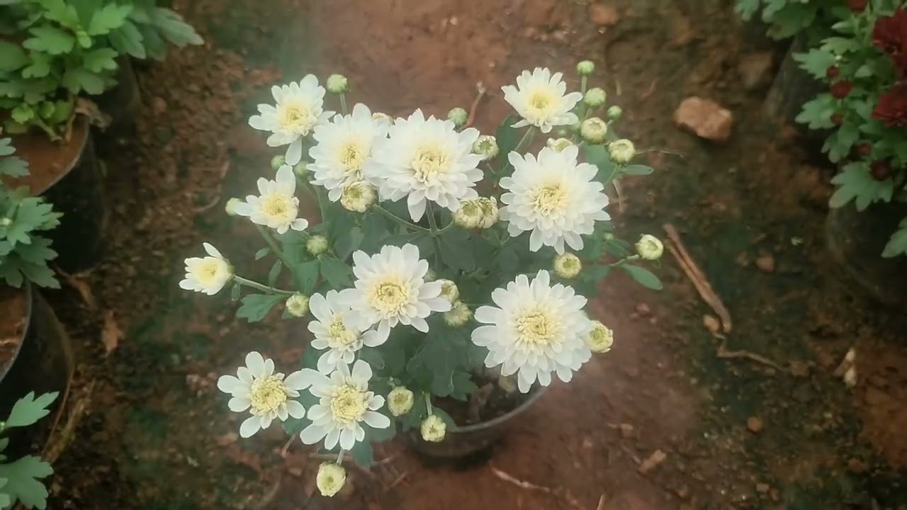 🌼 ஆன்லைன் சேல் சாமந்தி செடிகள் | Online Sale Samandhi Plants in Tamil | Garden Tips#6374934601 