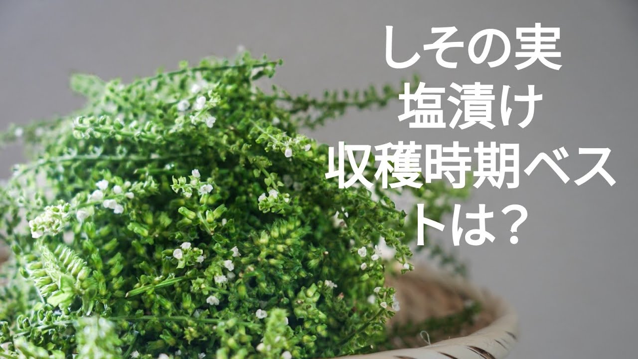 しその実（穂紫蘇）の塩漬け/収穫時期とアク抜きのやり方/