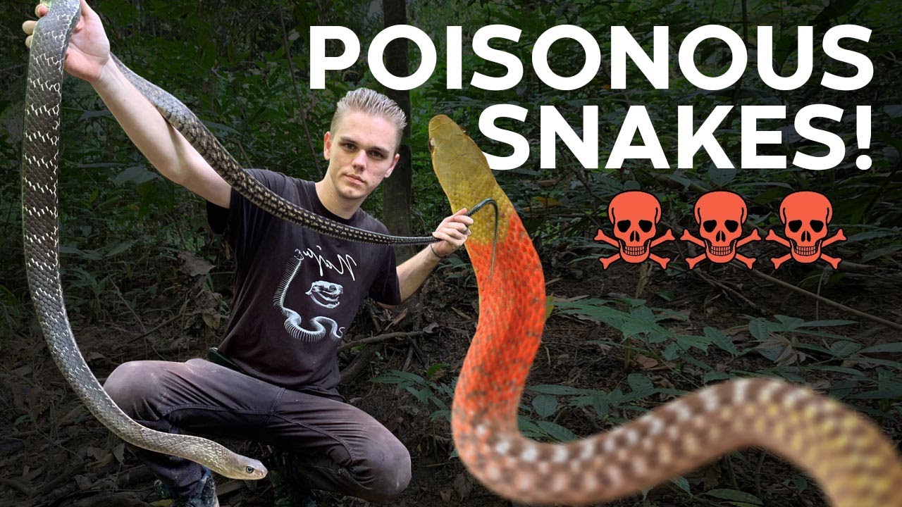 CRANKY SNAKE JUMPS AT MY FACE, POISONOUS KEELBACKS & MORE