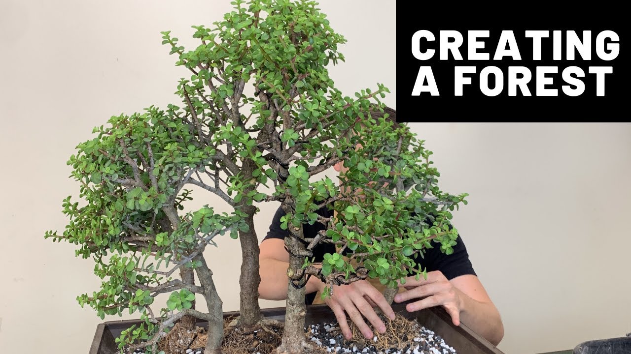 Creating a Bonsai Forest - Dwarf Jade (Portulacaria Afra) | The Bonsai Supply