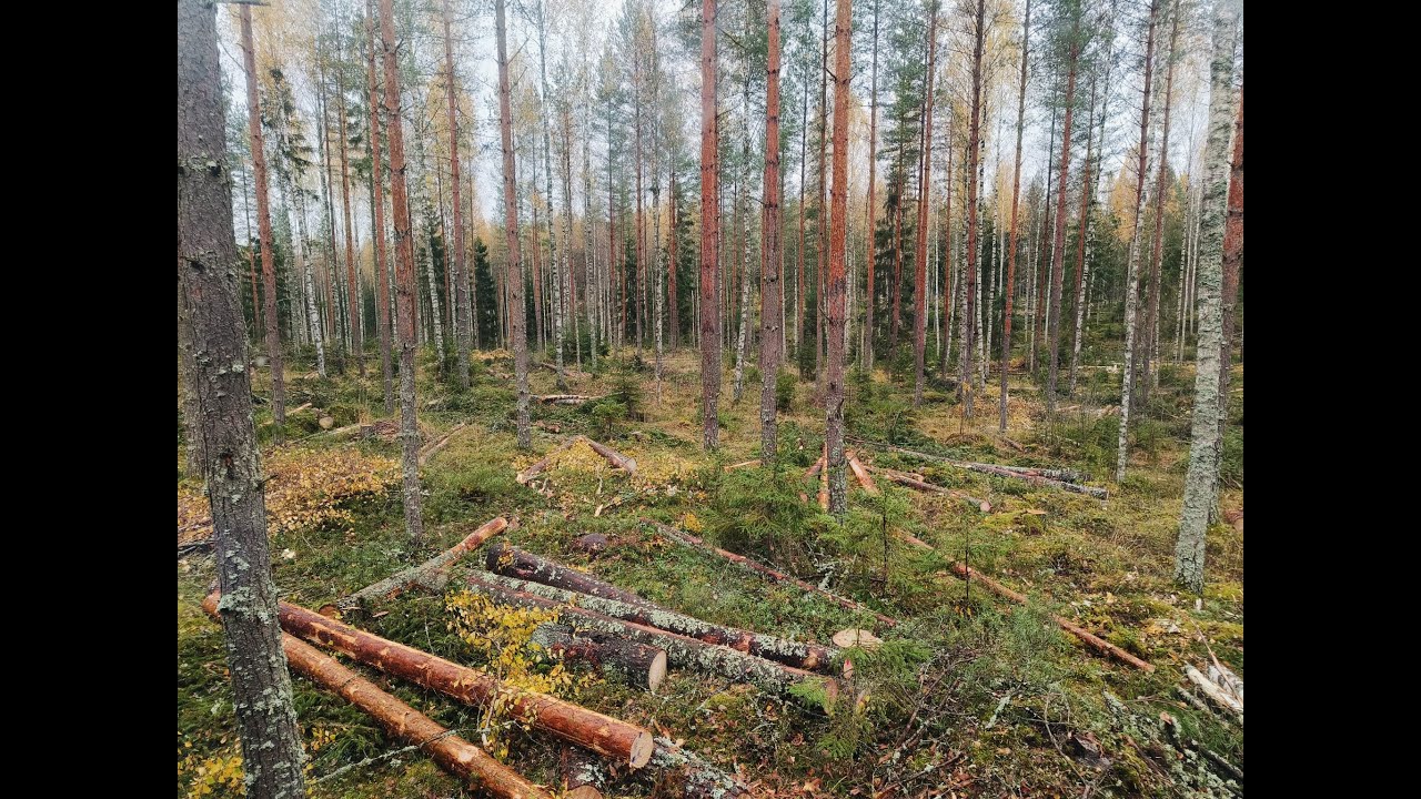 Ponsse Buffalo Poiminta harvennus ajokonen näkökulmasta
