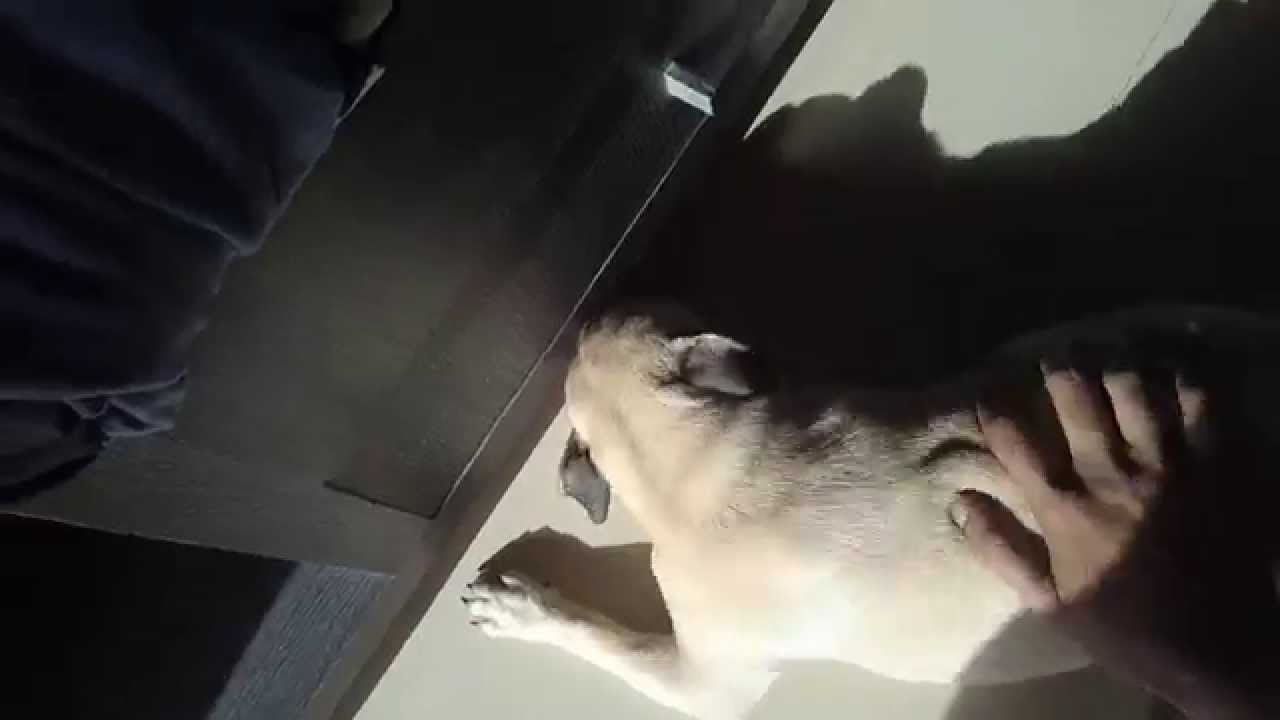 Pug running with chicken!