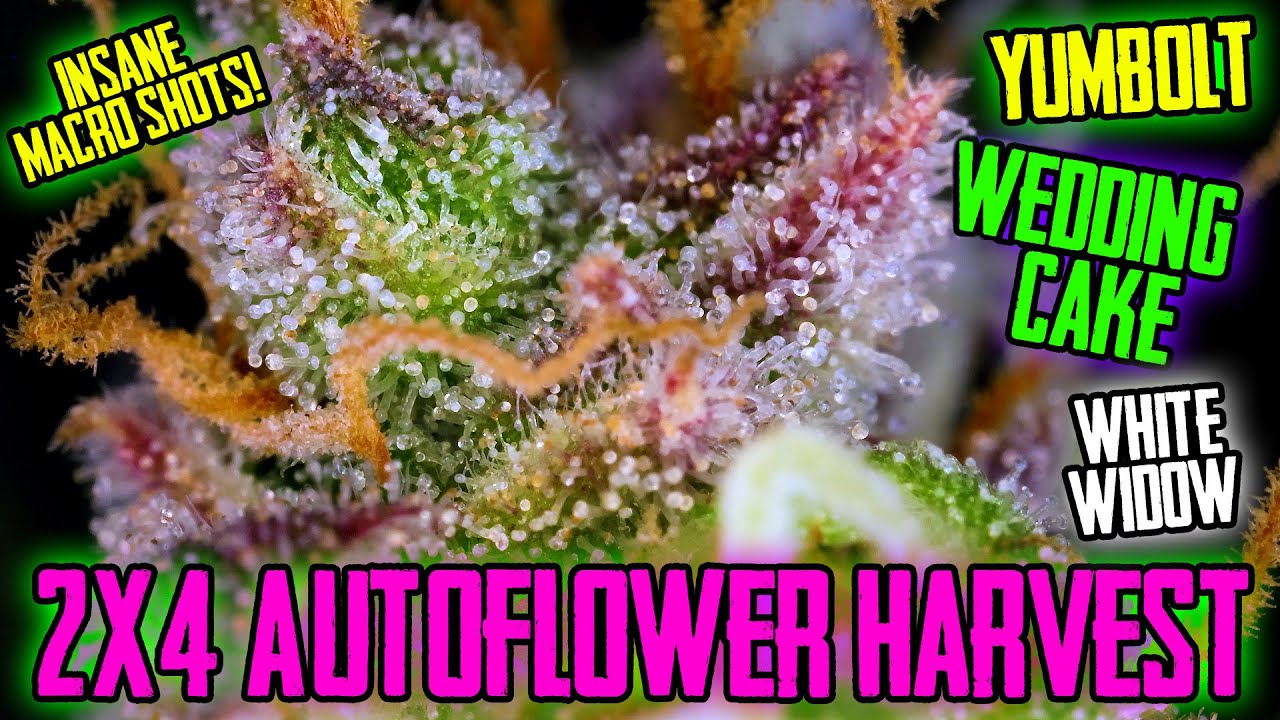 2x4 Autoflower Harvest! Yumbolt, Wedding Cake and White Widow!