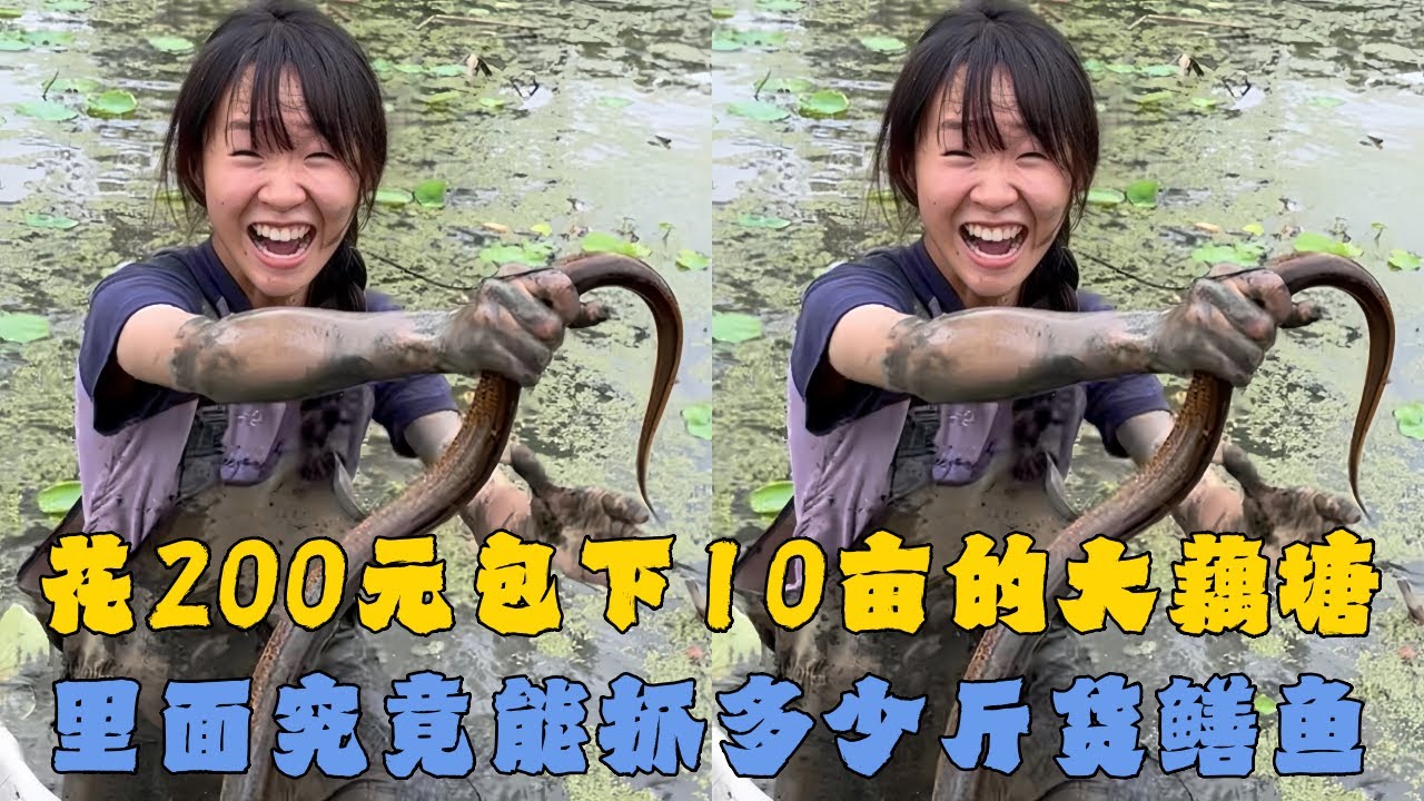 幺妹花200元包下铁粉家10亩大藕塘，里面究竟能抓多少斤货鳝鱼？#户外抓鱼 #户外捕鱼 #幺妹vlog #乡村生活 #农村生活