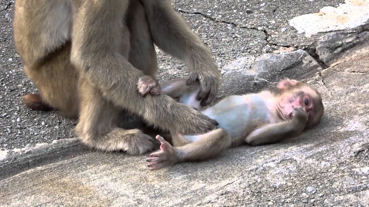 波勝崎苑の子猿311